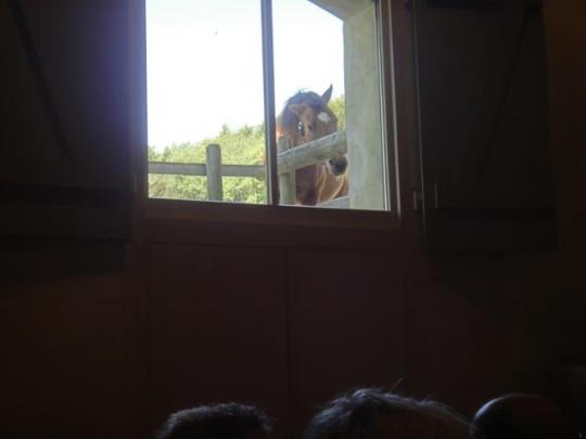 聽演講時在窗外專心聆聽的馬