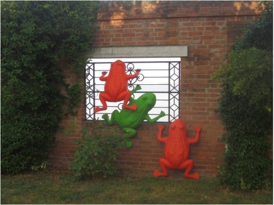 宿舍前的青蛙們~1